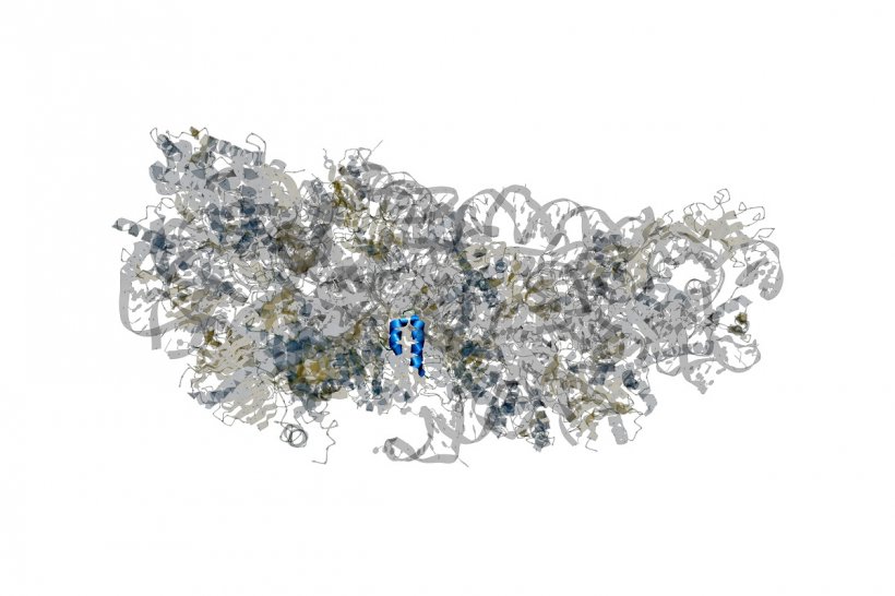 SARS-CoV-2 Protein
