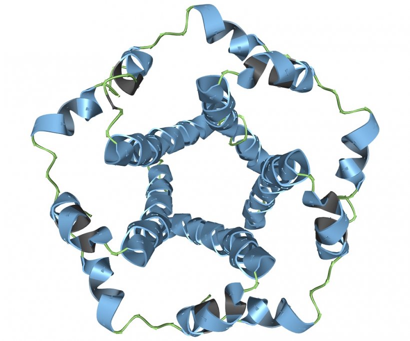 Dieses Protein ist „E-Protein“ oder „Hüllprotein“ bekannt. Wie man an...