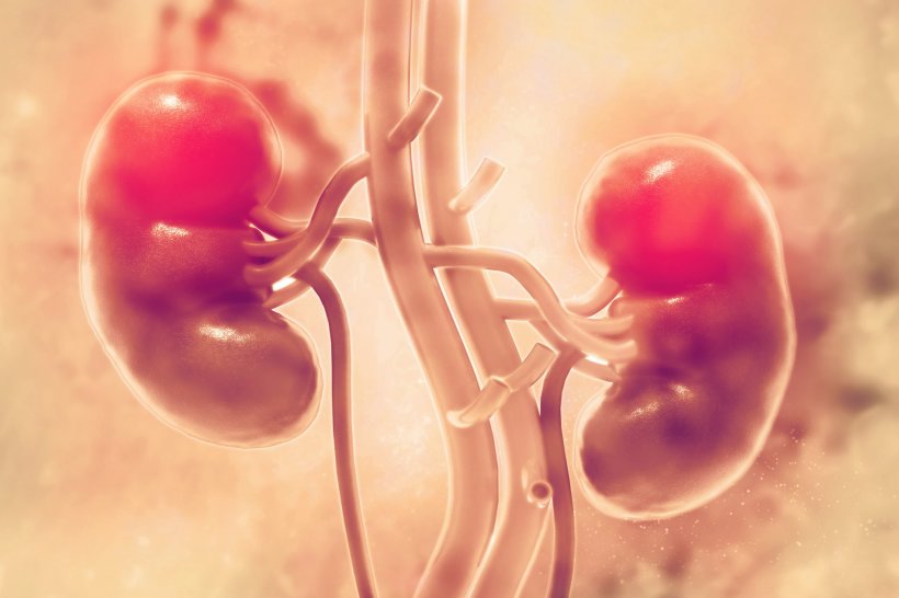 illustration of human kidneys