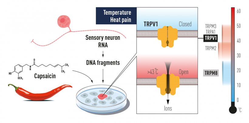 David Julius used capsaicin from chili peppers to identify TRPV1, an ion...