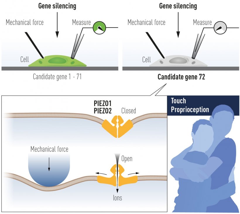 Patapoutian used cultured mechanosensitive cells to identify an ion channel...