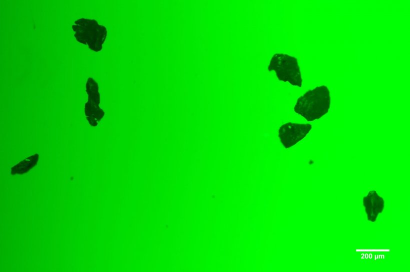 A fluorescent microscopy image shows phages adsorbed by microplastics. Rice...