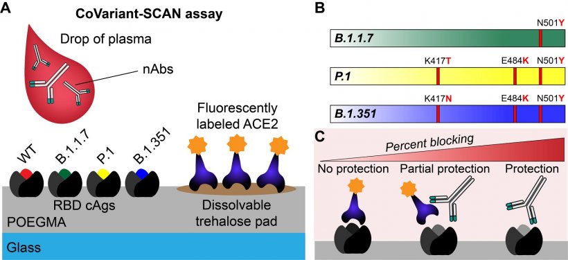 The new test of how well antibodies work against multiple variants of COVID-19...