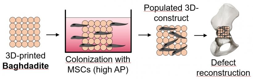 Colonization of Baghdadite with bony active cells (mesenchymal stromal cells...