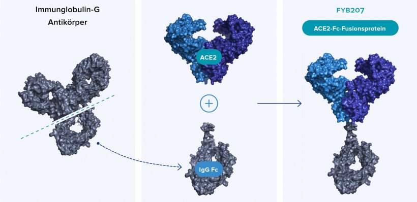 Das Fusionsprotein FYB207 enthält den Teil des ACE2-Proteins, den das Virus...