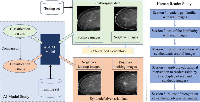 An AI-CAD model was first learned and then tested on the adversarial images...