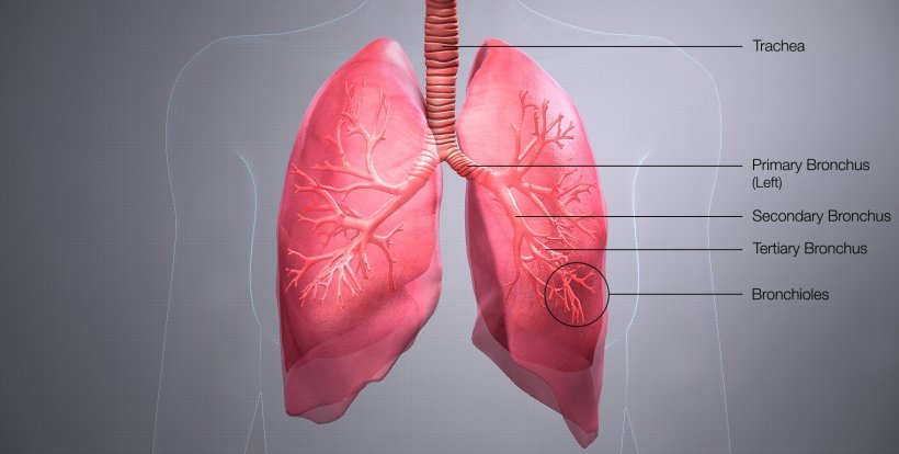 Medical illustration of lungs