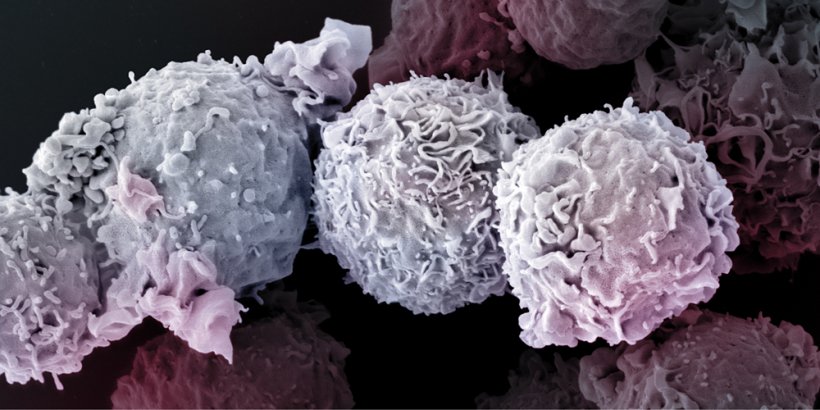 Coronin-1 sorgt dafür, dass die T-Zellen unseres Immunsystem lange Zeit...