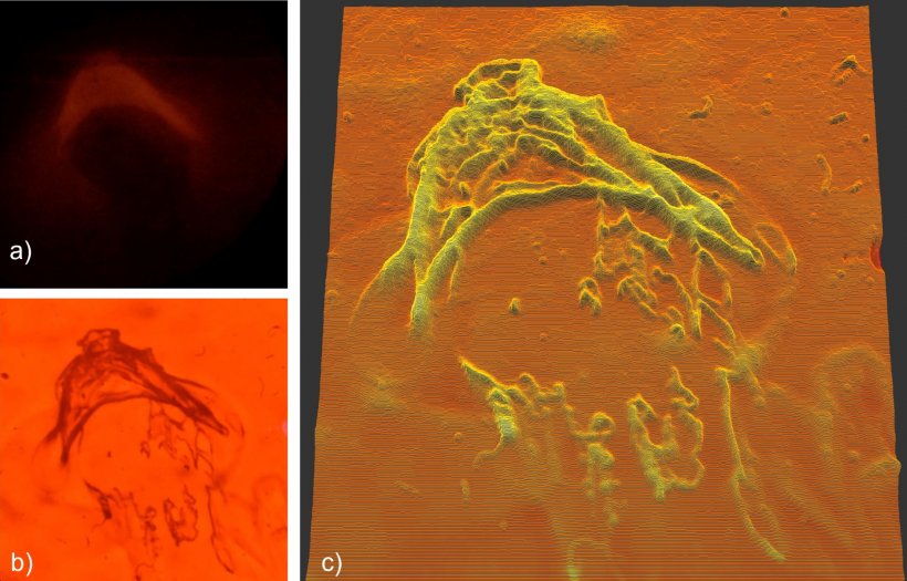 Comparison of optical microscopy vs. PEAR: a) Microscope image b) PEAR in fast...
