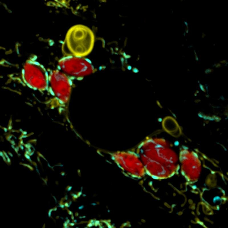 Der Parasit Toxoplasma gondii (rot) bringt die Mitochondrien (grün) dazu...