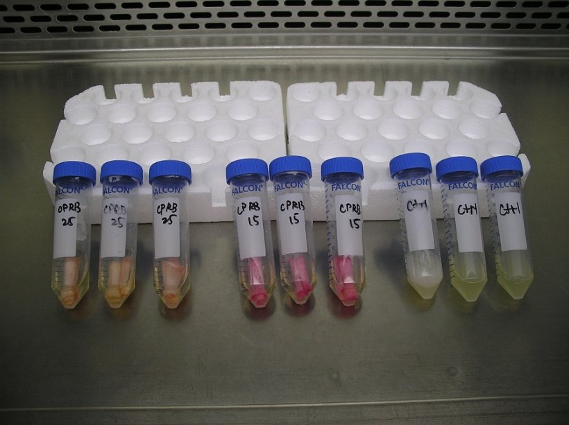 Coated material undergoing antimicrobial testing.