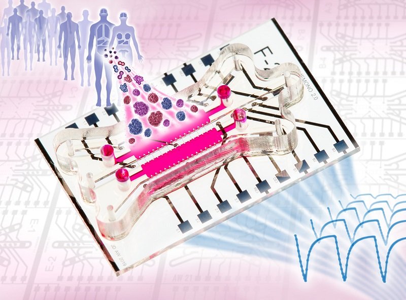 Organ-on-Chip-Systeme mit patienteneigenen Zellen könnten personalisierte...