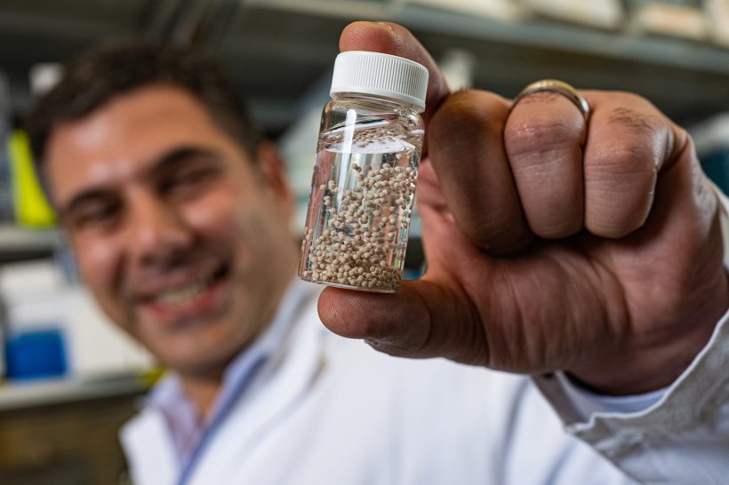 Rice University bioengineer Omid Veiseh with a vial of bead-like implants his...