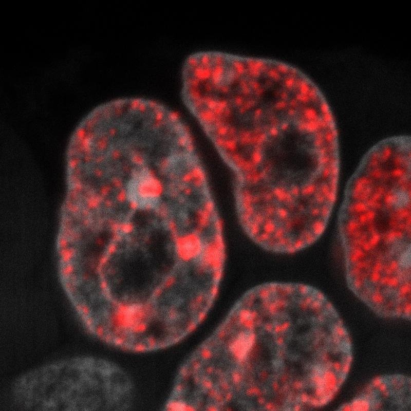 DNA-Replikation in embryonalen Stammzellen der Maus (rot: neu synthetisierte...