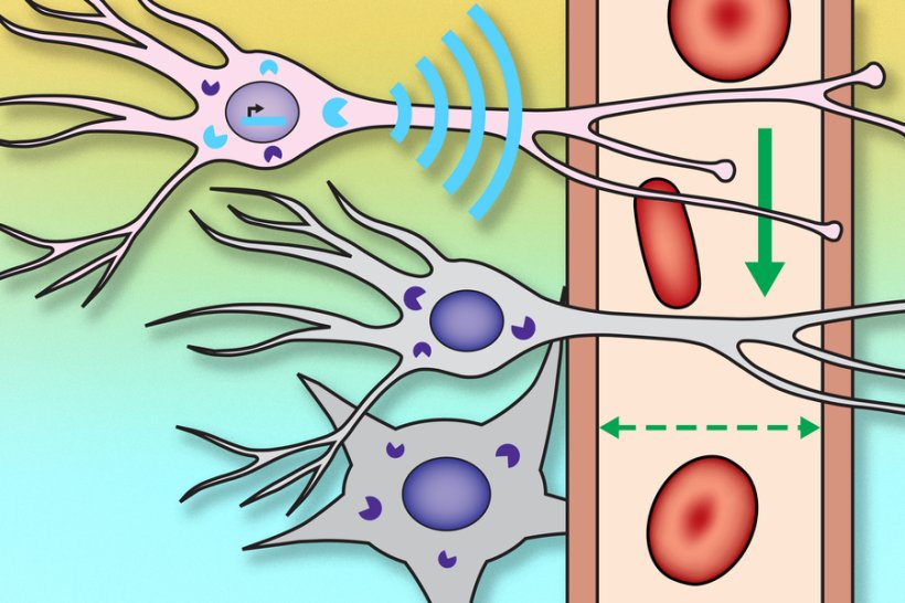 Tracing connections between neuron populations could help researchers map brain...