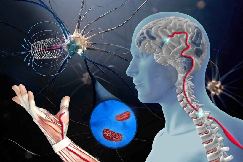 Im Zellkultur-Experiment: Gestörte Motoneuronen von ALS-Patienten werden mit...