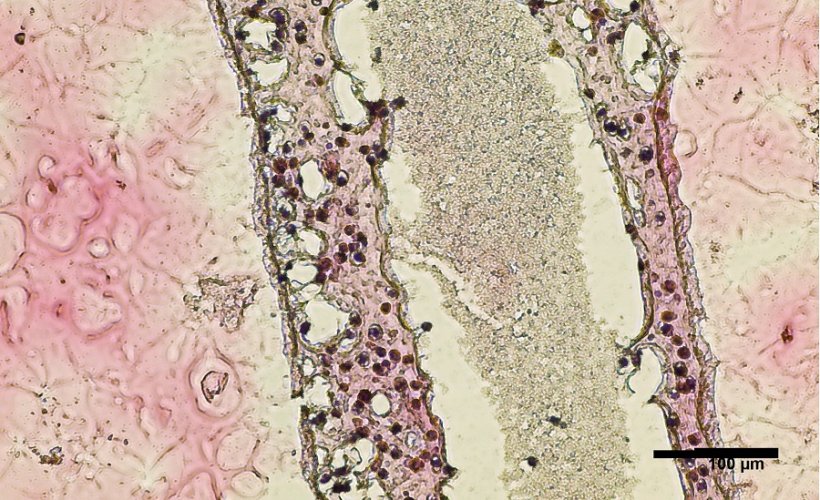 Cross section of human testicular cells 3D printed into a tubular structure.