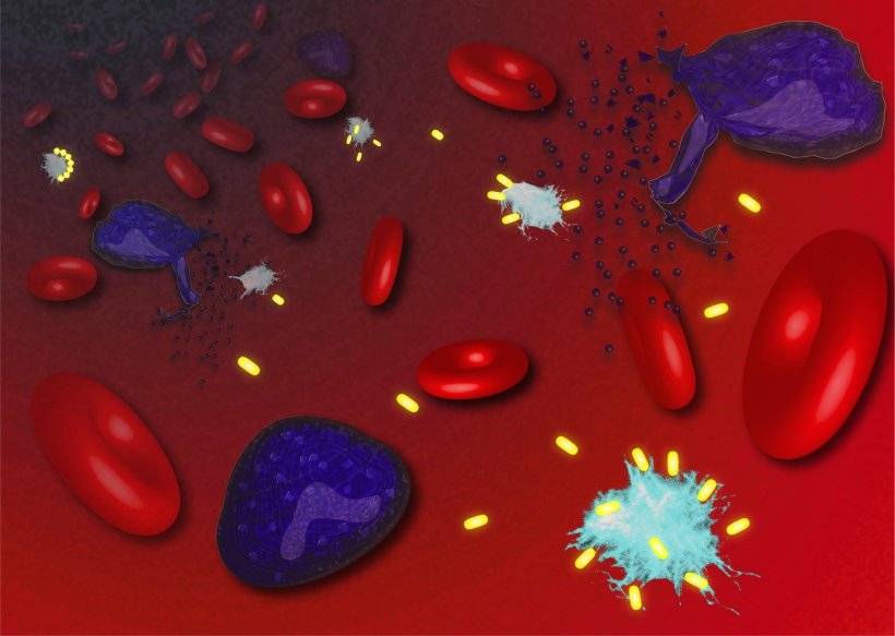 Wenn infizierte Zellen (lila) platzen, setzen sie ASC-Specks (hellblau) frei....
