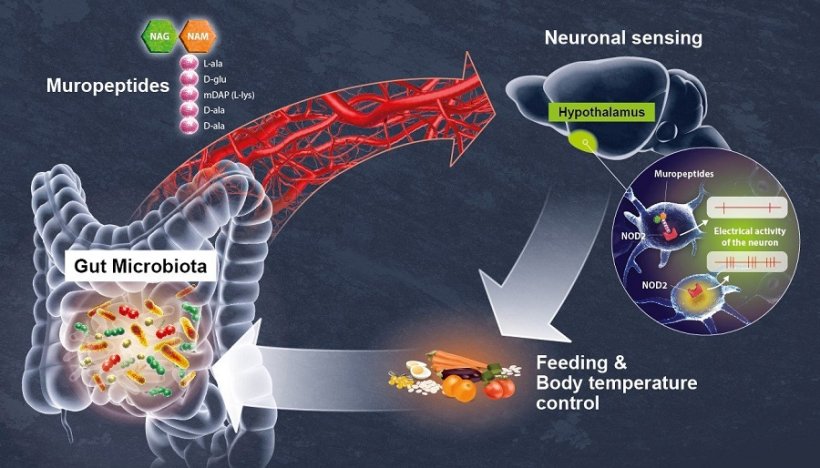 The researchers discovery could lead to new therapeutic approaches for tackling...