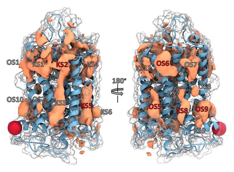 In der beispielhaften Darstellung eines GPCR-Proteins sind bereits bekannte...