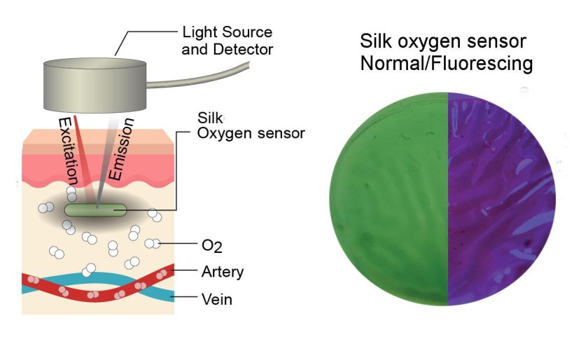 The small disc of a silk film oxygen sensor glows purple when exposed to UV...