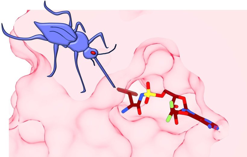 Diagrammatic representation of the target of a new antimalarial compound, ML901...