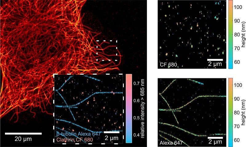 MIET-SMLM-Bildgebung von Mikrotubuli und Clathrin-Gruben in COS7-Zellen. Die...