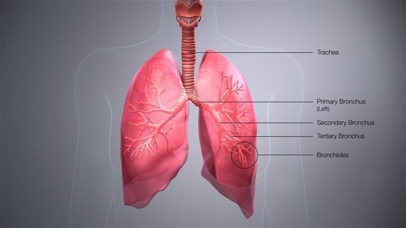 medical illustration of human lungs