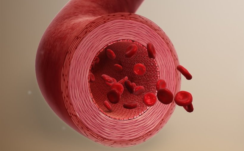 Cell chatter critical for arterial thickening