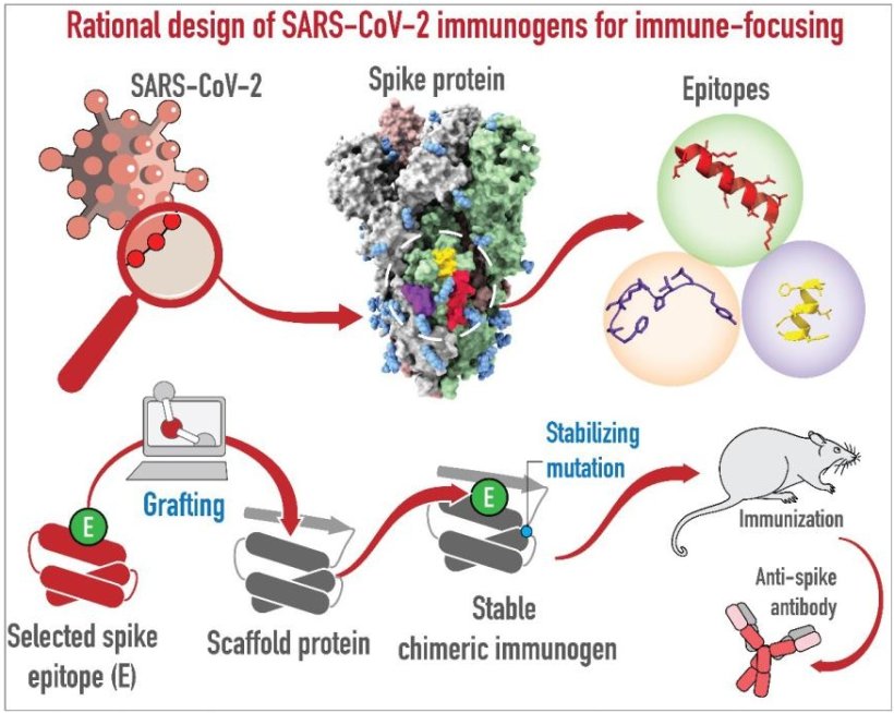Penn State College of Medicine scientists engineered immunogens using areas of...