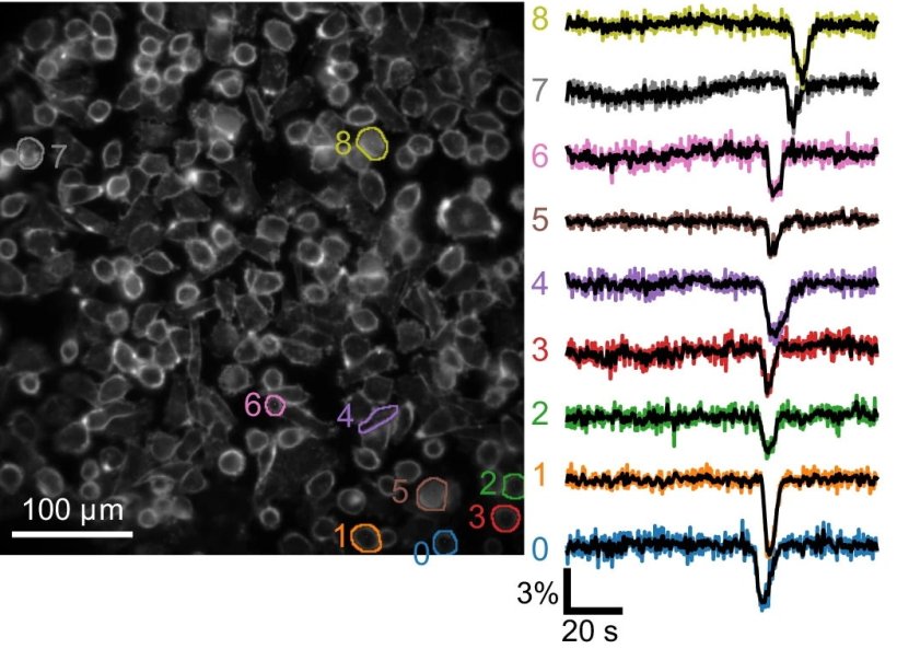 A wave of voltage fluctuations seen across the cells