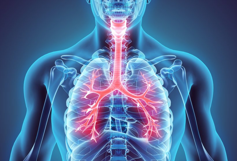 3d illustration of human respiratory system
