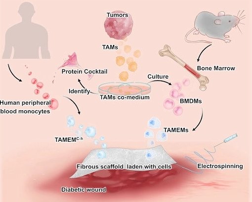 Visual synopsis of the new research: Mouse and human macrophages trained by...