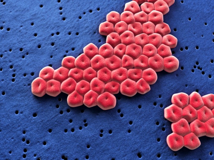 Acinetobacter baumannii bacteria under the microscope