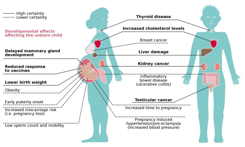 Study forever Chemicals Disrupt Key Biological Processes Study forever Chemicals Disrupt Key Biological Processes