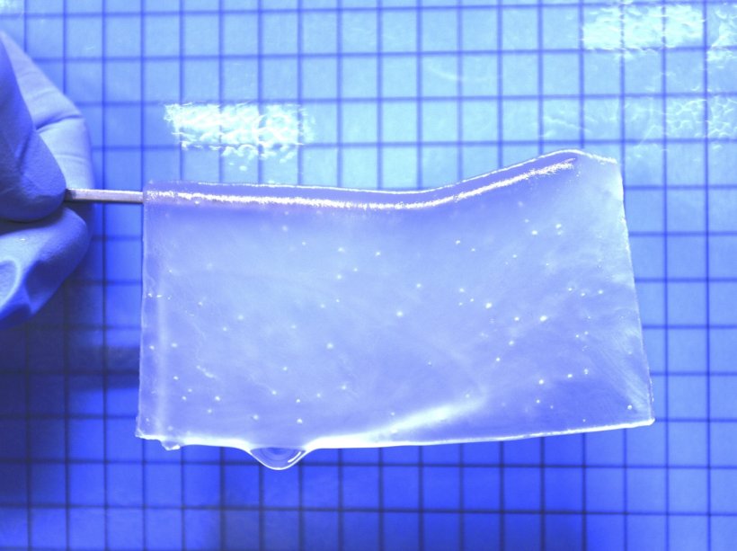 Photograph of the semitransparent hydrogel used in this study.