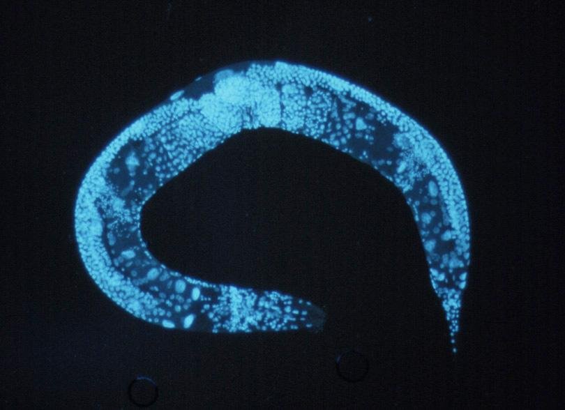 Wurm hilft Forschern bei der Suche nach Parkinson-Ursache