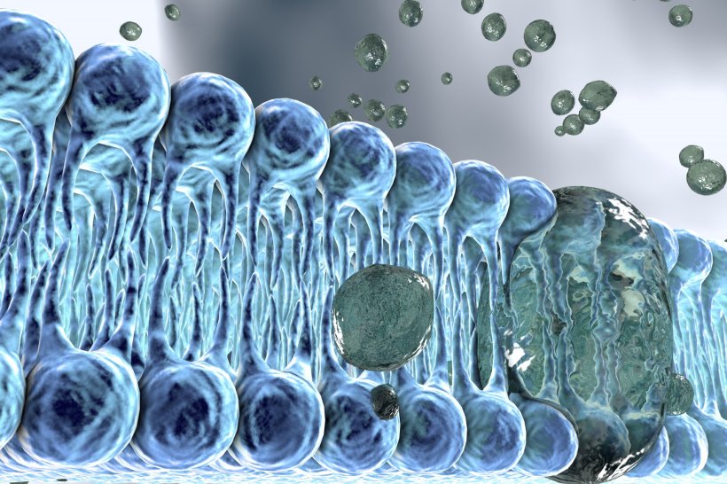 illustration of cell membrane
