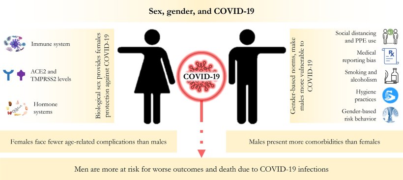 Die Auswirkungen geschlechtsspezifischer Unterschiede bei Covid-19-Infektionen...
