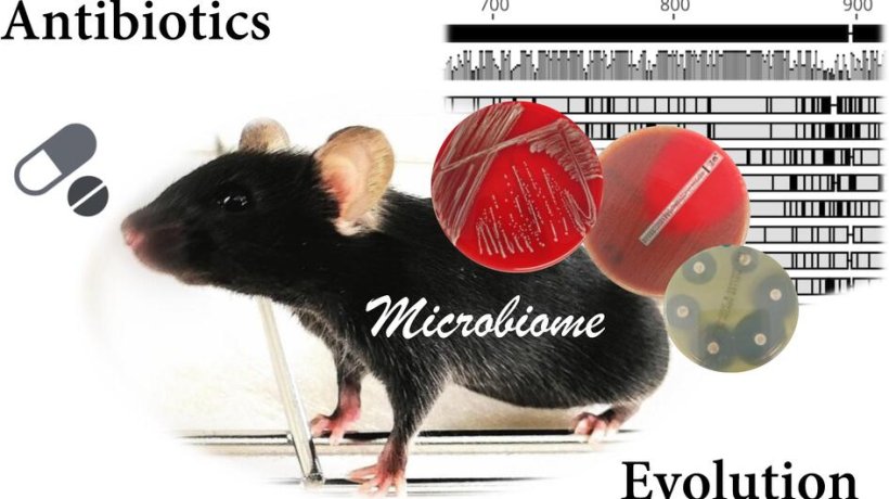 Illustration verschiedener Komponenten der beschriebenen Mikrobiomforschung:...