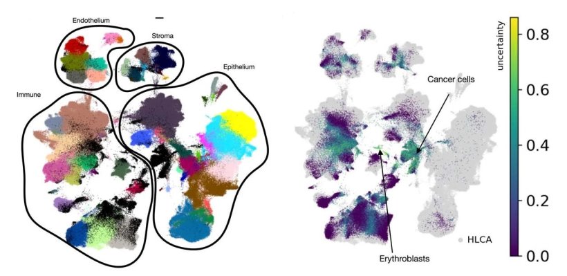 Der Human Lung Cell Atlas erlaubt durch die Identifizierung verschiedener...