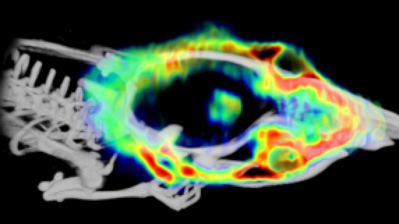 Fluorine-18-labelled folate PET/CT 3D fusion image of a rat subject with a...