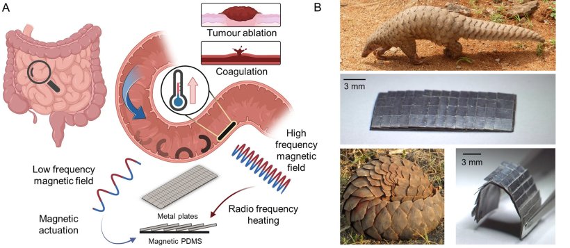 This illustration shows the pangolin-inspired untethered magnetic robot. A...