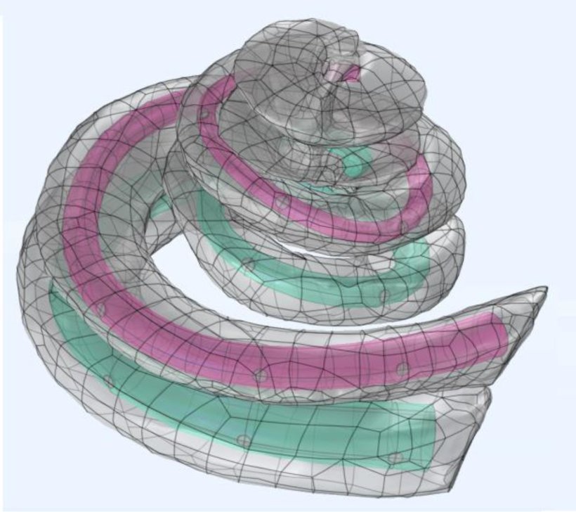 3D-Gittermodell einer menschlichen Cochlea mit eingefärbten...
