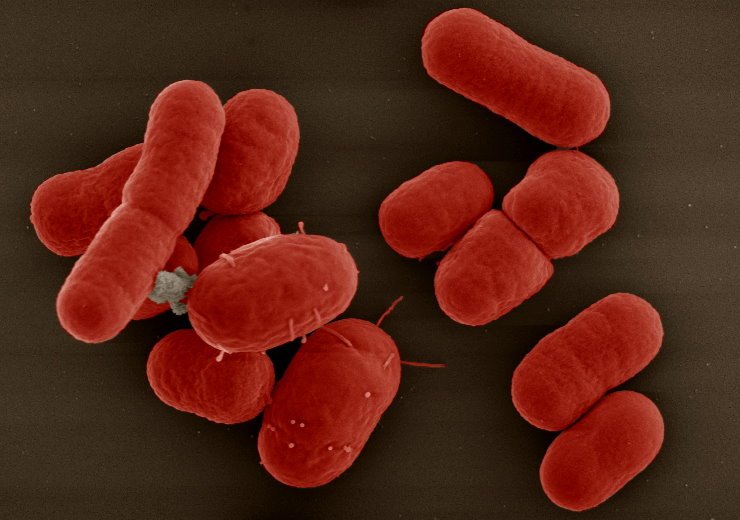 Acinetobacter baumannii bacteria