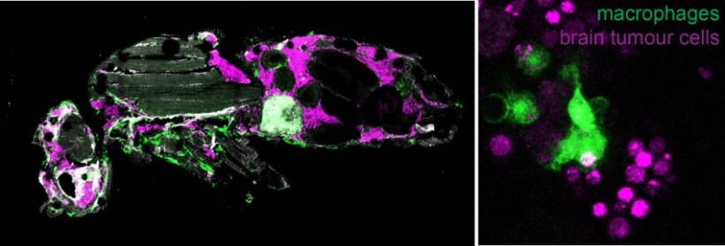 Left: Image showing a section of a host fly carrying brain tumour. The brain...