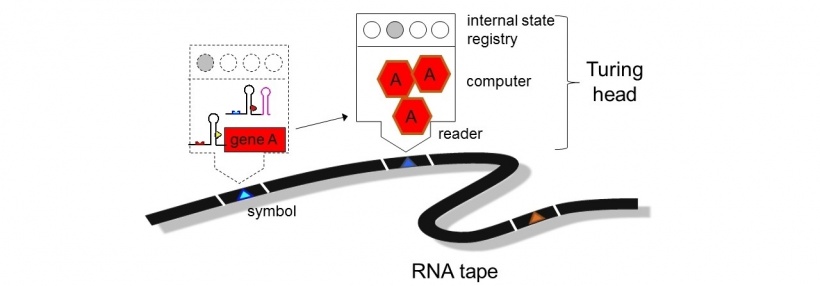 Figure showing RNA sequence of command.