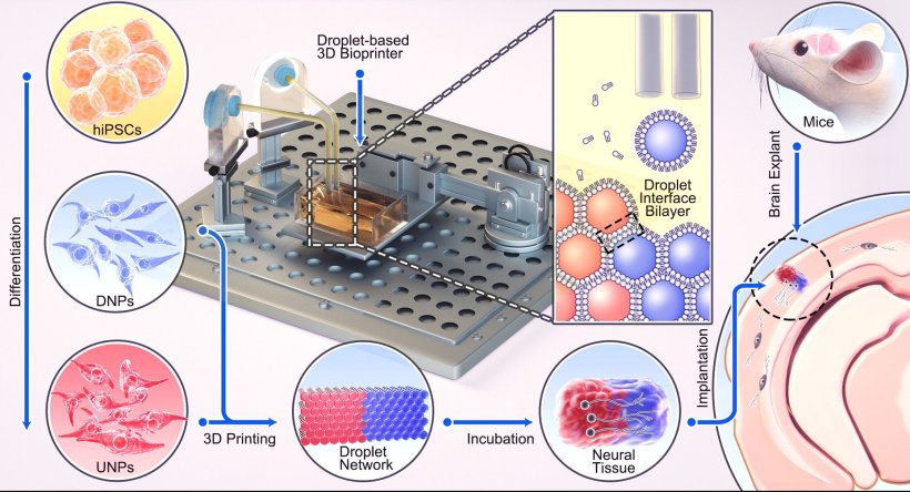 Droplets containing human iPSC-derived neural progenitors were 3D-printed to...