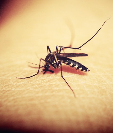 mosquito sucking on human skin