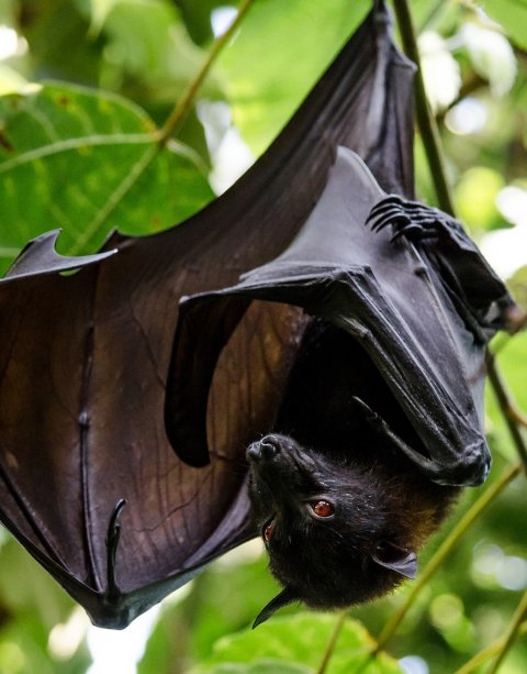 flying fox hanging upside down from a tree